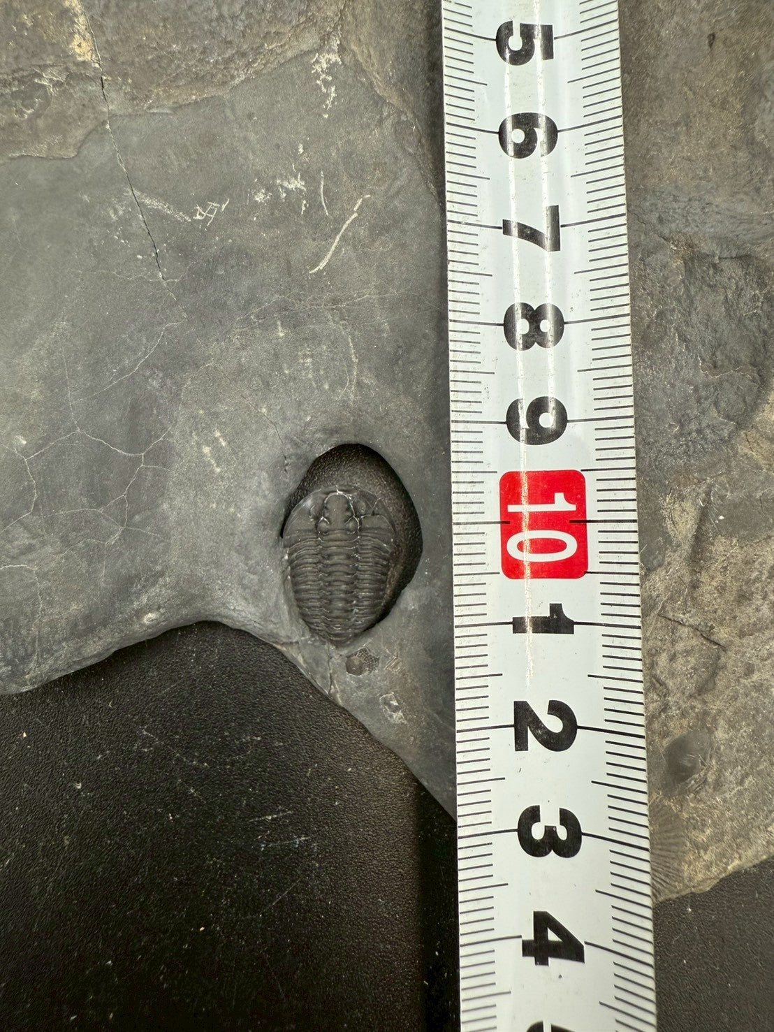 199USD - Flexicalymene Trilobite Fossil | Ordovician Era, Quebec, Canada