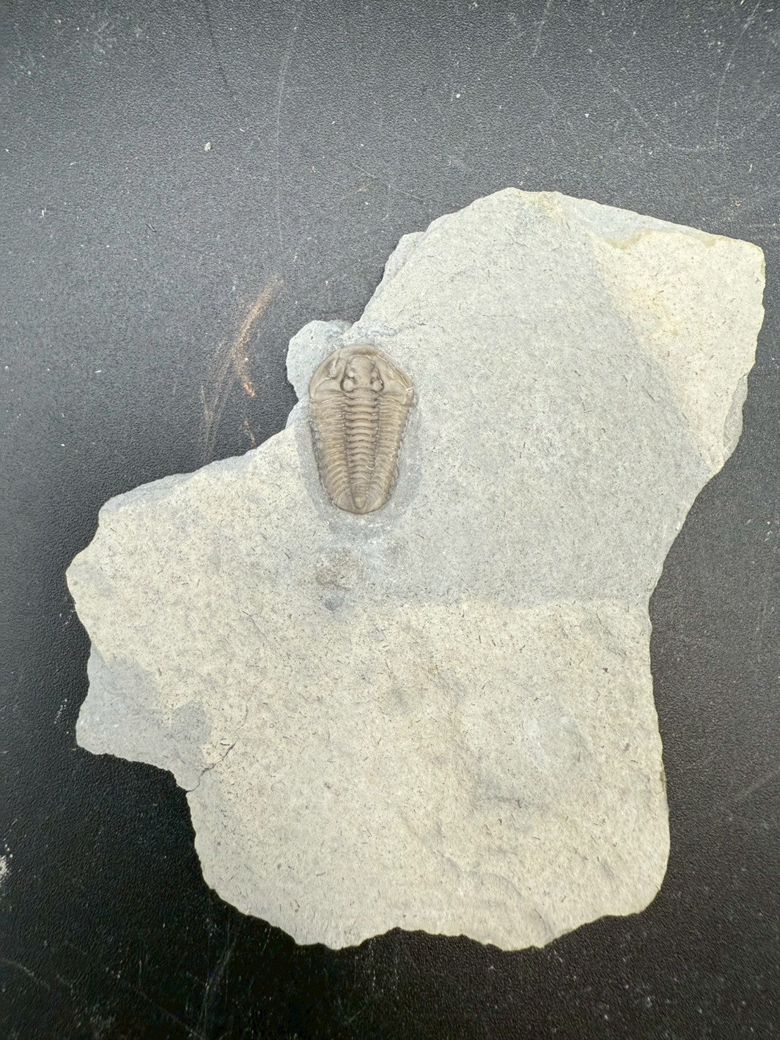 Flexicalymene Trilobite Fossil | Ordovician Era, Quebec, Canada