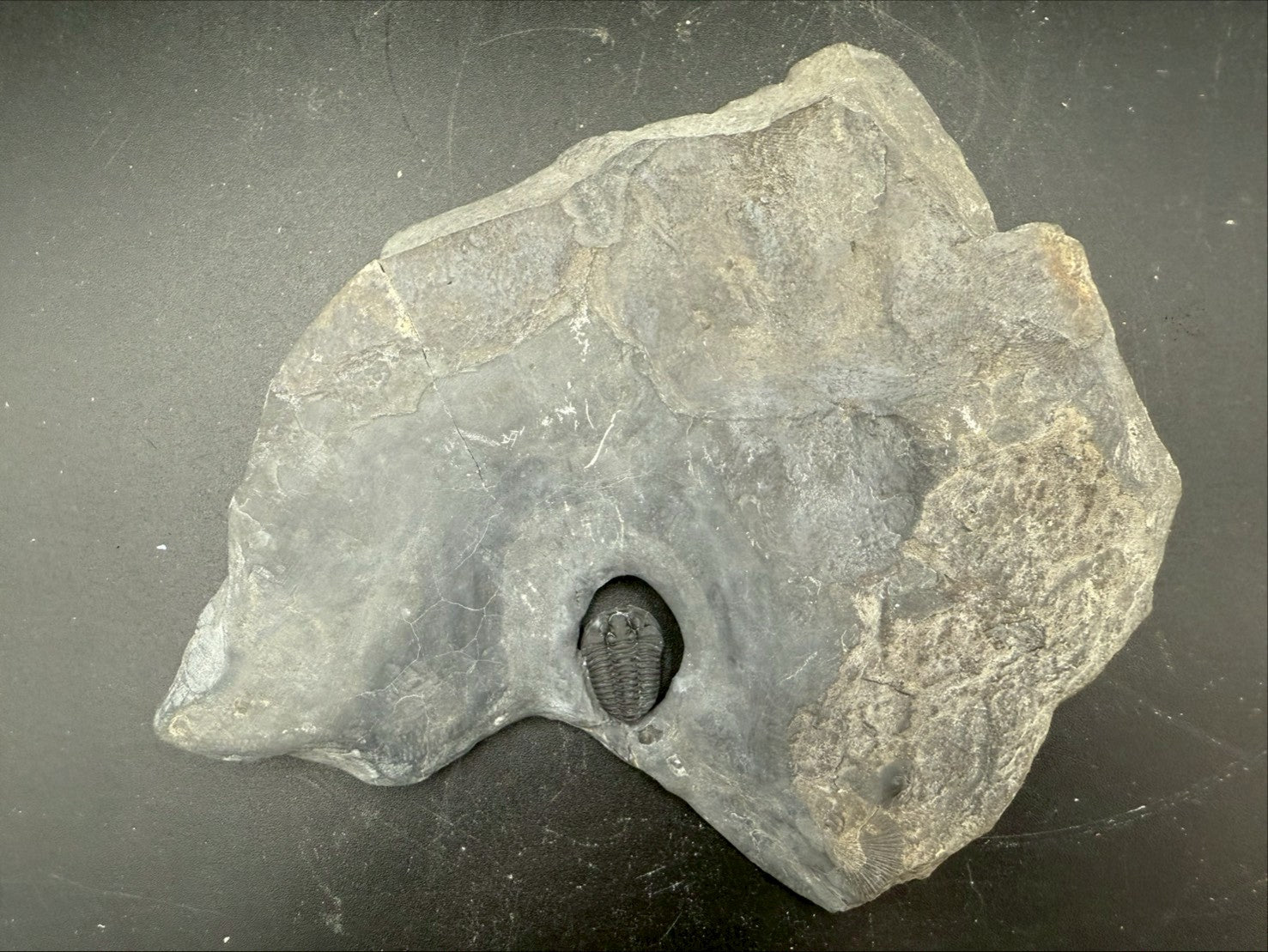 199USD - Flexicalymene Trilobite Fossil | Ordovician Era, Quebec, Canada