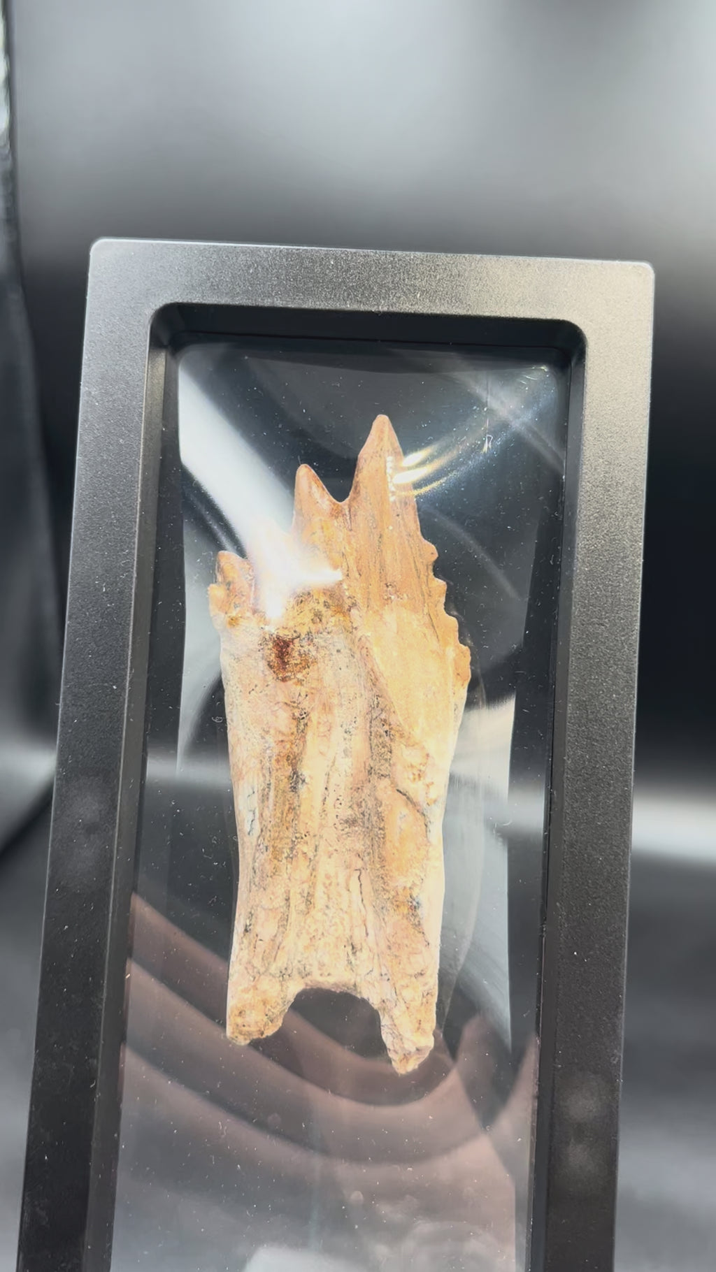 🦷 Basilosaurus Tooth Fossil | Rare Eocene Whale Predator