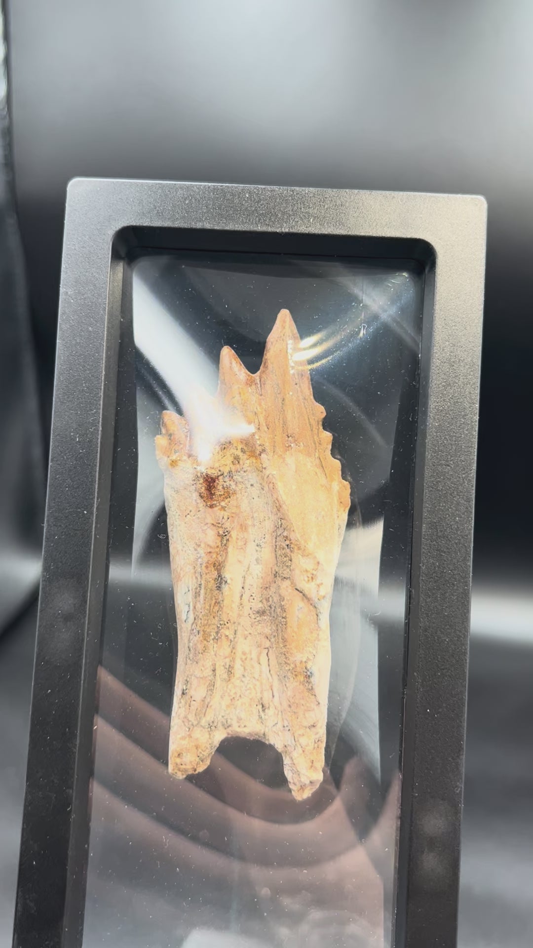 🦷 Basilosaurus Tooth Fossil | Rare Eocene Whale Predator