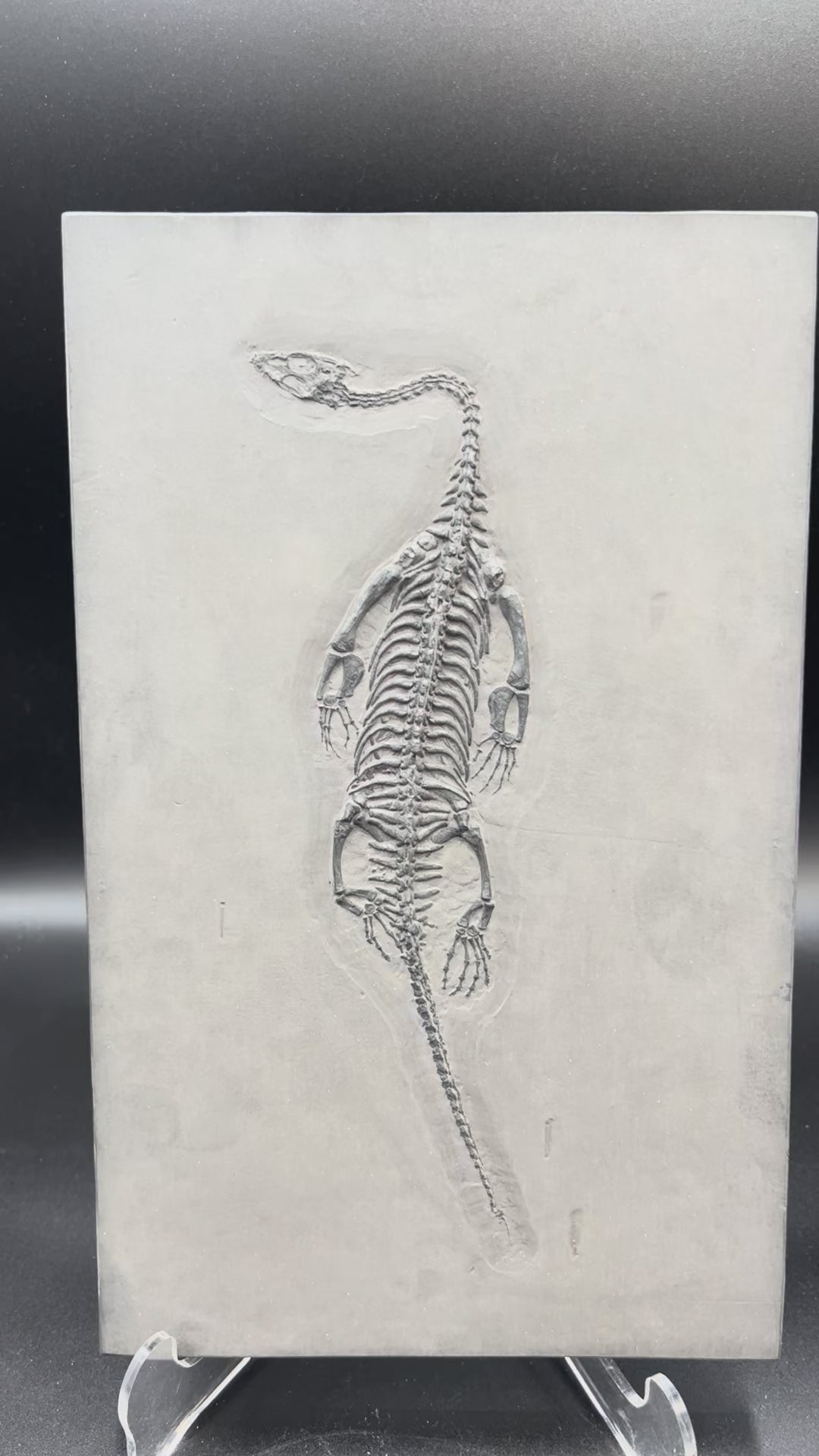 28 CM – Keichousaurus Fossil on Original Matrix –