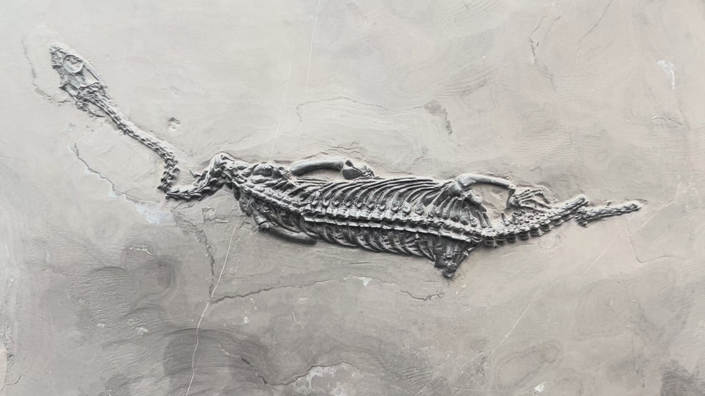 27 CM –Keichousaurus Fossil on Original Matrix
