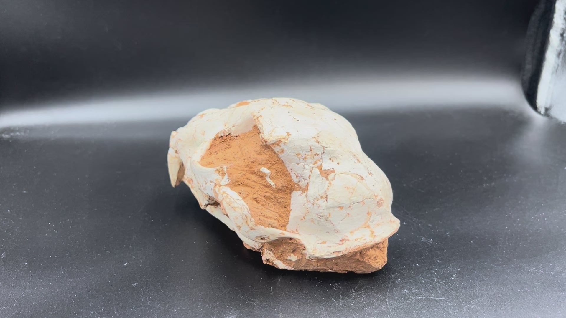 Machairodontinae Skull Fossil – Rare Pleistocene Predator
