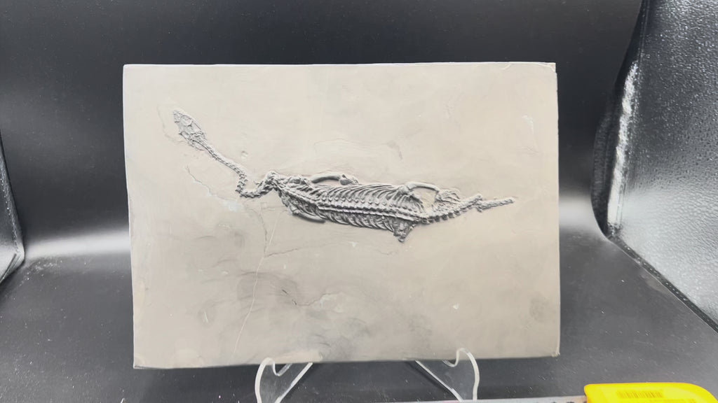27 CM –Keichousaurus Fossil on Original Matrix