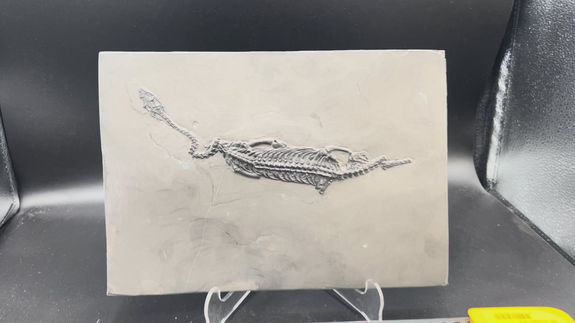27 CM –Keichousaurus Fossil on Original Matrix