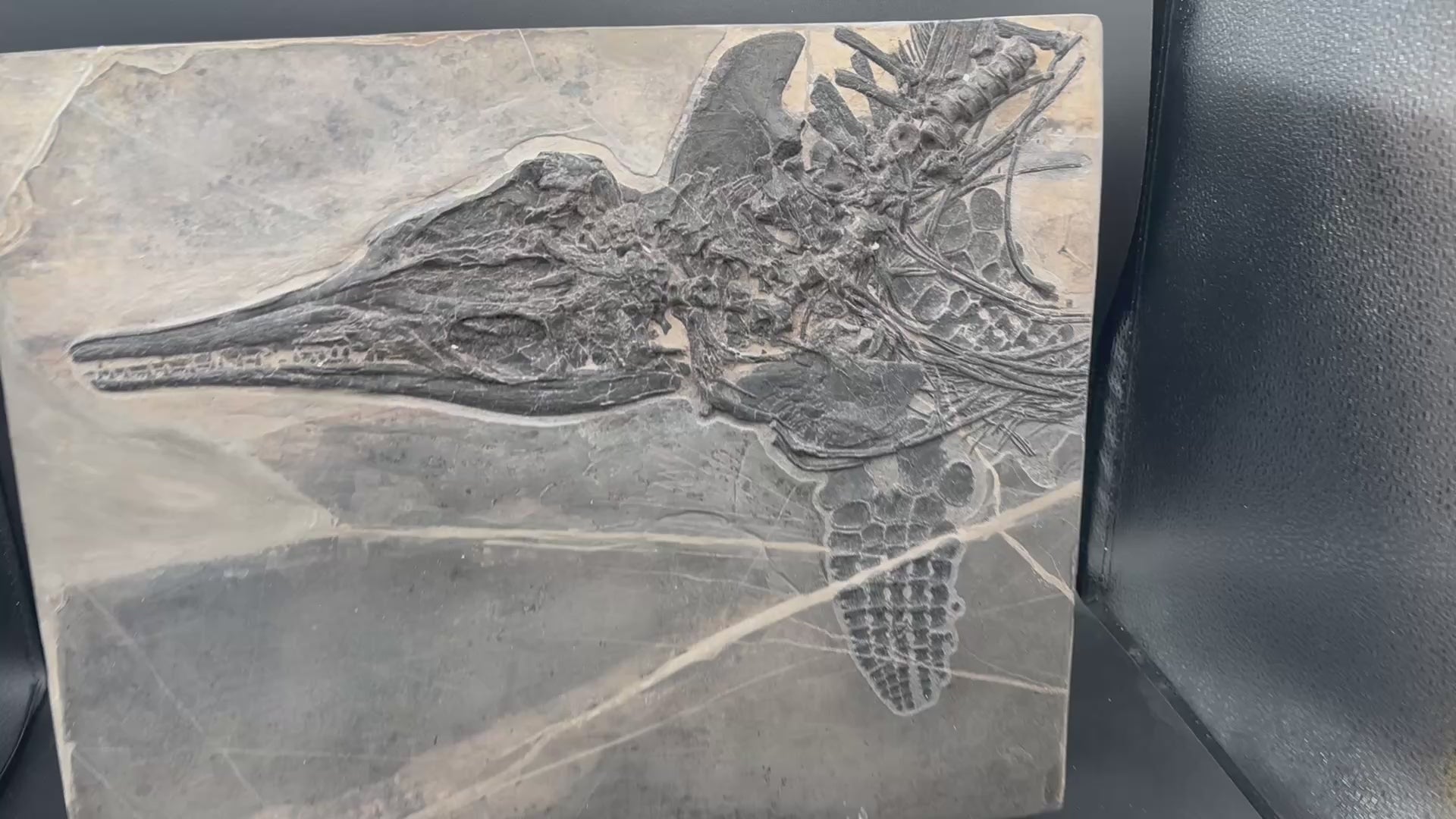 40CM - Jurassic Ocean Predator | Mixosaurus Fossil