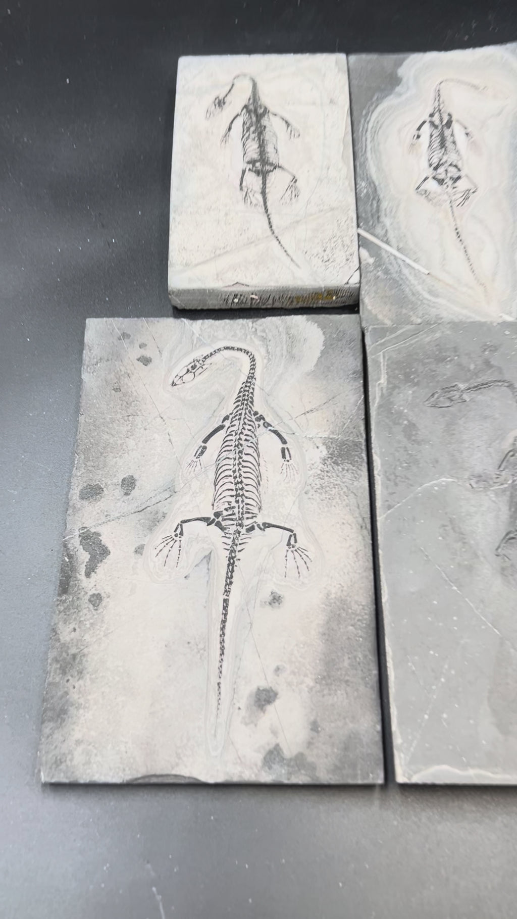10–18CM – Keichousaurus Fossil |  ALL $330 USD