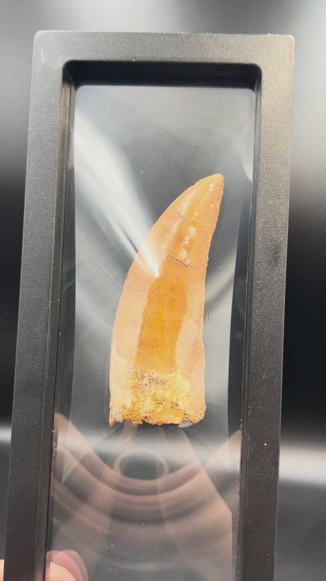 9CM - Carcharodontosaurus Tooth Fossil | Rare Dinosaur Predator Relic